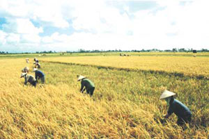 HĐND huyện Vĩnh Bảo tổ chức kỳ họp tổng kết nhiệm kỳ