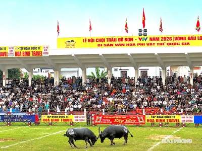 Vòng chung kết Lễ hội chọi trâu Đồ Sơn 2026 có gì mới ?